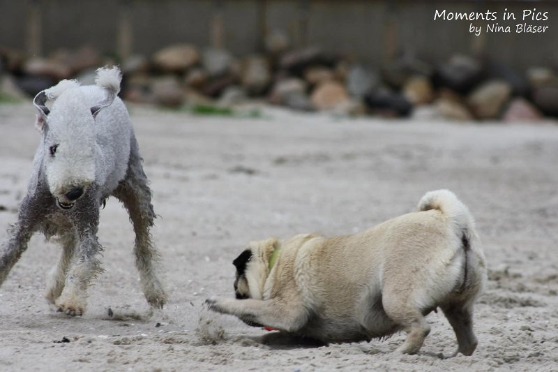 2010-06-26 Arc-en-ciel Arlequin (48).jpg